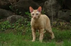 Cornish Rex - fajta leírás, fotók, árak, képességgel, videó, weboldal „bögre”