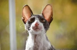 Cornish Rex - fajta leírás, fotók, árak, képességgel, videó, weboldal „bögre”