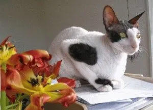 Cornish Rex - fajta leírás, fotók, árak, képességgel, videó, weboldal „bögre”