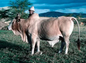 Zebu vaca rasa fotografie și descriere