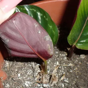 Cserepes Calathea fotó egy virág, videó otthoni ápolás, leírás fajok