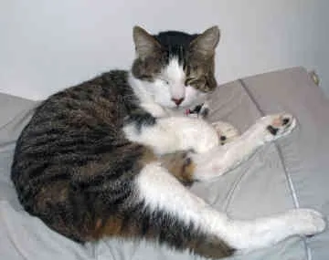 pisica tailless Manx pisica