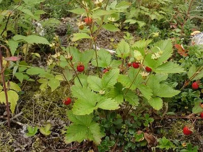 Rövid versek nyáron a gyermekek számára - mylittles - az én kis