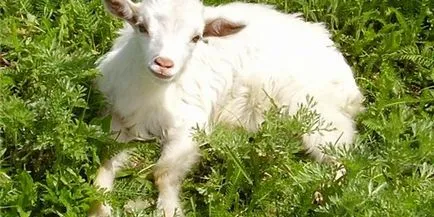 Хранене на козите от първите дни на живота, идеи за дома и градината