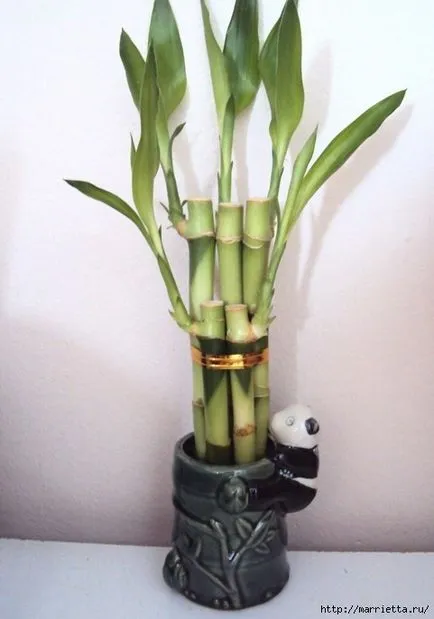 camera de bambus