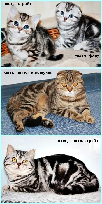 Scottish Fold котенца цветове снимка