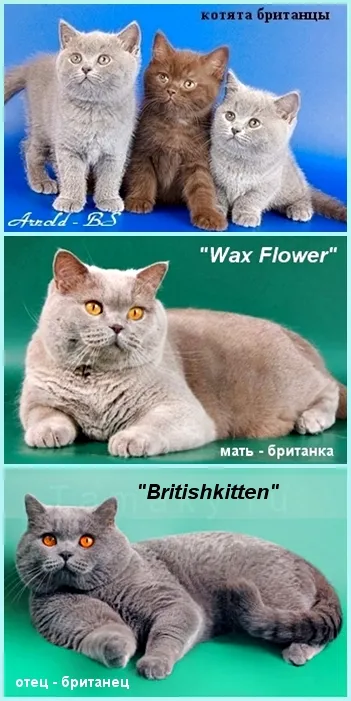 Scottish Fold kiscicák színek fotó