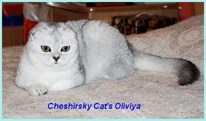 Scottish Fold котенца цветове снимка