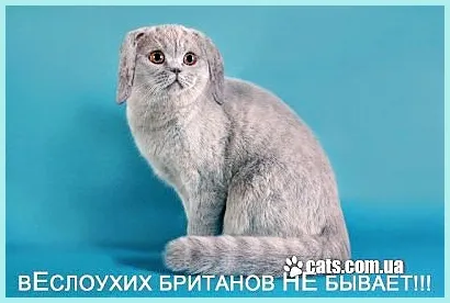 Scottish Fold котенца цветове снимка