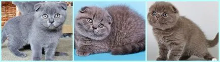 Scottish Fold котенца цветове снимка