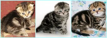 Scottish Fold котенца цветове снимка