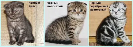 Scottish Fold котенца цветове снимка