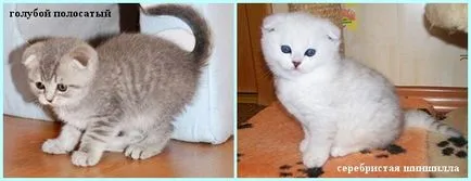 Scottish Fold котенца цветове снимка