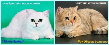 Scottish Fold котенца цветове снимка