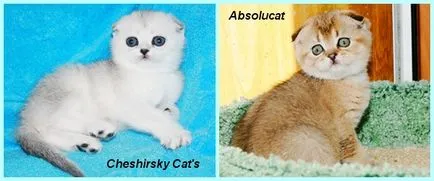 Scottish Fold котенца цветове снимка