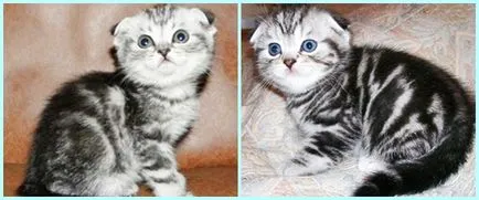Scottish Fold kiscicák színek fotó