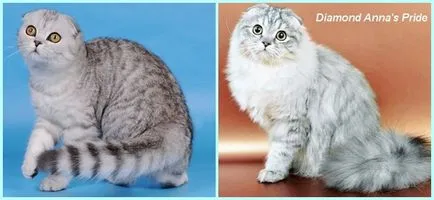 Scottish Fold котенца цветове снимка