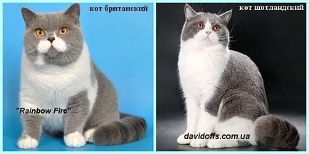 Scottish Fold котенца цветове снимка