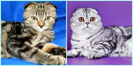 Scottish Fold котенца цветове снимка