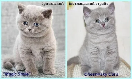 Scottish Fold котенца цветове снимка