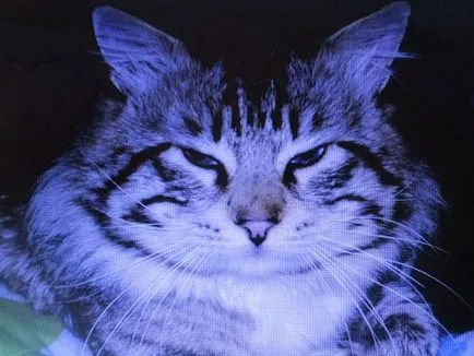 Cat Baskerville (Helyu Rebane)