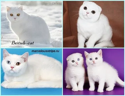 Scottish Fold котенца цветове снимка