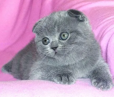 Scottish Fold котенца цветове снимка