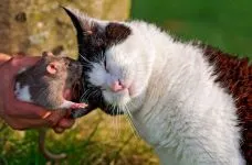 Egér Patkány - kérdések és válaszok, a tenyésztés patkányok és egerek, gyik, hogy különbséget male female, finom