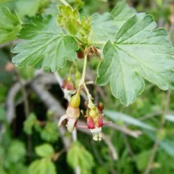 plantare de agrișe și de îngrijire în câmp deschis, soiuri foto, cultivare și de reproducere, a bolilor și