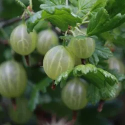 plantare de agrișe și de îngrijire în câmp deschis, soiuri foto, cultivare și de reproducere, a bolilor și