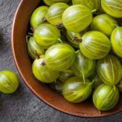 Egres ültetés és gondozás a nyílt terepen, fotó fajták, termesztés és tenyésztés, betegségek és