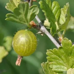 plantare de agrișe și de îngrijire în câmp deschis, soiuri foto, cultivare și de reproducere, a bolilor și