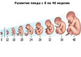 Критични периоди от развитието на плода - грижи за новороденото