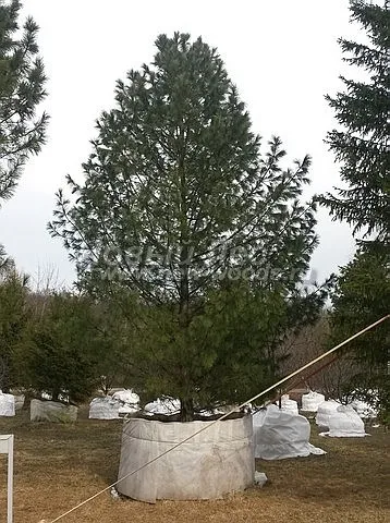 Krupnomery Cedar (cédrus fenyő) (értékesítési, ültetés), LLC Új erdő (Budapest)