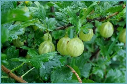 plantare de agrișe și de îngrijire în câmp deschis, soiuri foto, cultivare și de reproducere, a bolilor și