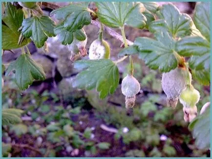 plantare de agrișe și de îngrijire în câmp deschis, soiuri foto, cultivare și de reproducere, a bolilor și