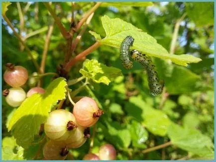 plantare de agrișe și de îngrijire în câmp deschis, soiuri foto, cultivare și de reproducere, a bolilor și