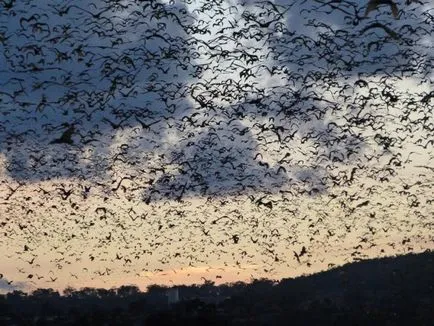 Cine sunt vulpile de zbor și ce mănâncă fotografie animale