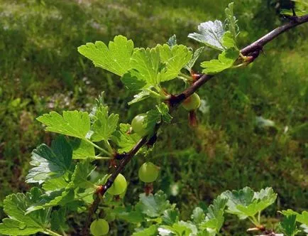 Egres ültetés és gondozás a nyílt terepen, fotó fajták, termesztés és tenyésztés, betegségek és