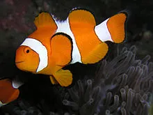 otsellyaris clownfish - tipuri de conținut pește de mare, de îngrijire