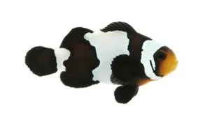 otsellyaris clownfish - tipuri de conținut pește de mare, de îngrijire