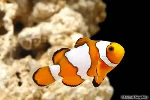 otsellyaris clownfish - tipuri de conținut pește de mare, de îngrijire