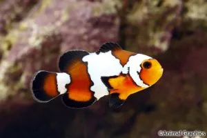 otsellyaris clownfish - tipuri de conținut pește de mare, de îngrijire