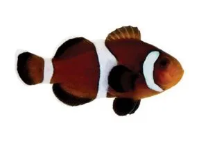 otsellyaris clownfish - tipuri de conținut pește de mare, de îngrijire