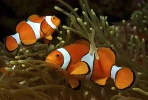 otsellyaris clownfish - tipuri de conținut pește de mare, de îngrijire