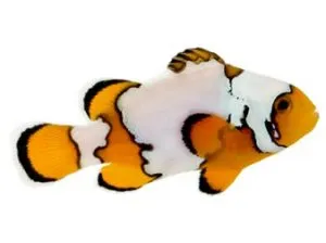 otsellyaris clownfish - tipuri de conținut pește de mare, de îngrijire