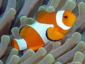 otsellyaris clownfish - tipuri de conținut pește de mare, de îngrijire