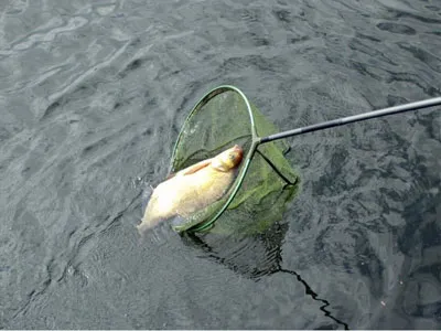 Horgászat fogása keszeg a Dnyeper