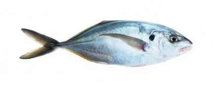 fapte și fotografii interesante Trevally de pește
