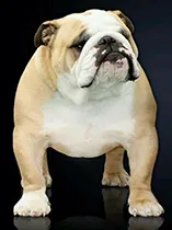 English Bulldogs